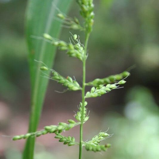 Setaria barbata ᱛᱟᱦᱮᱸ