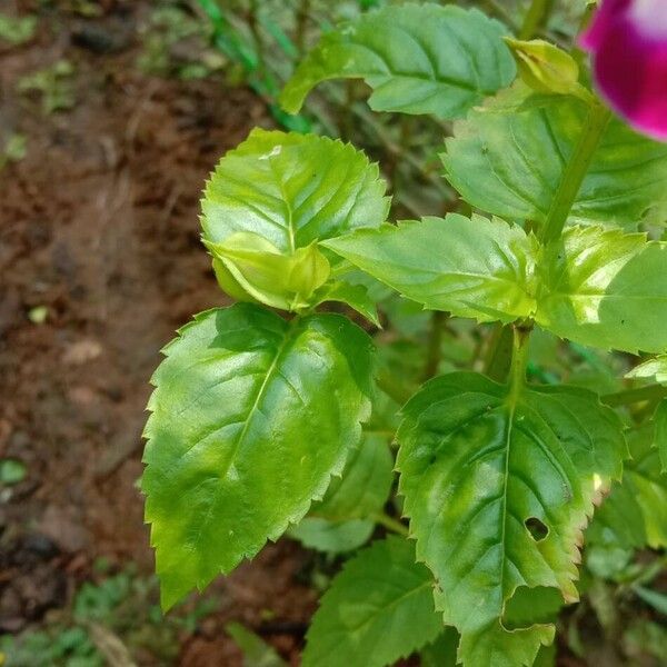 Torenia fournieri Blad