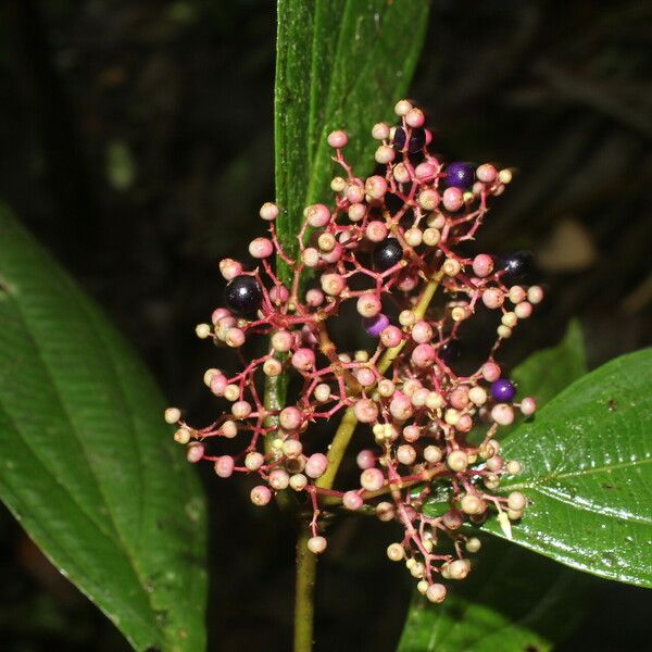 Miconia ligulata Õis