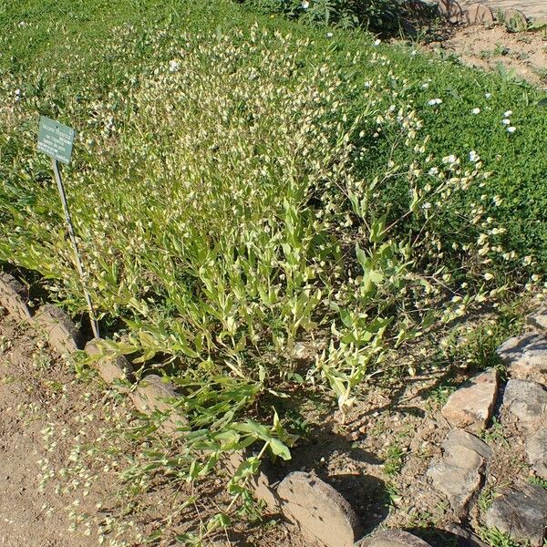 Vaccaria hispanica Habit