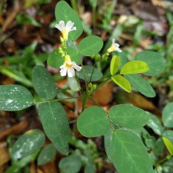 Oxalis barrelieri 花