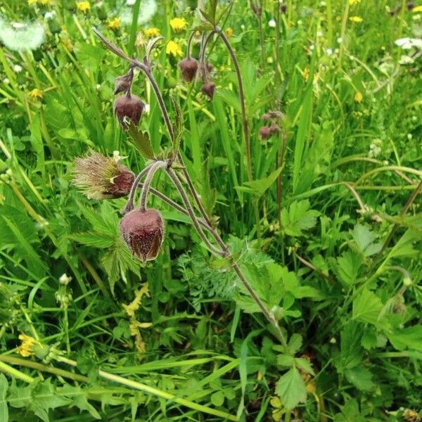 Geum rivale Habitat