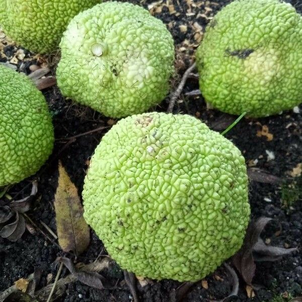 Maclura pomifera Φρούτο