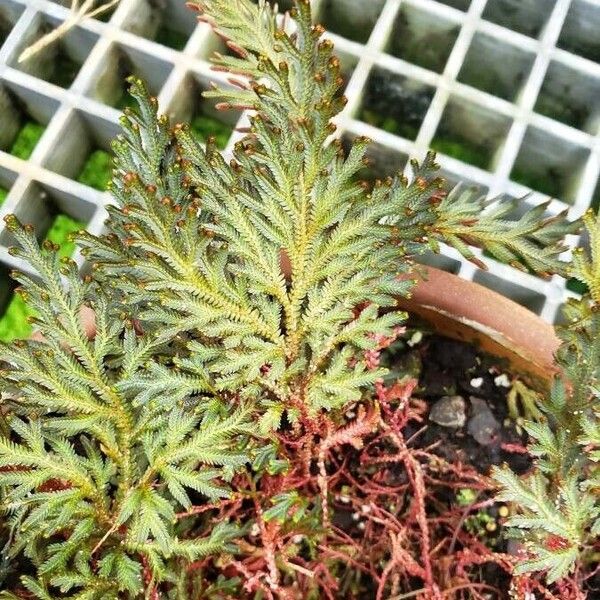 Selaginella erythropus