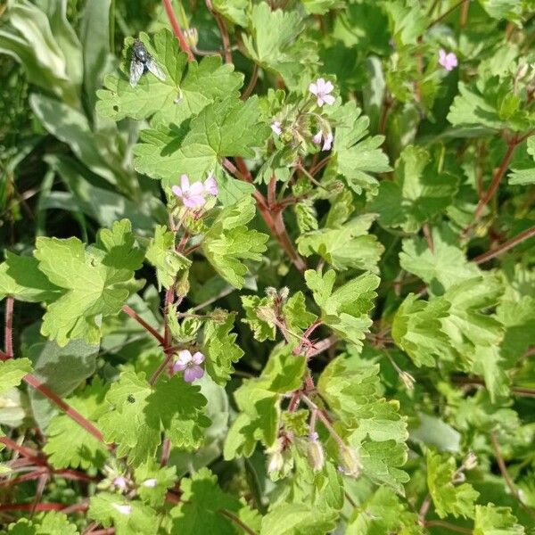 Geranium rotundifolium Цветок