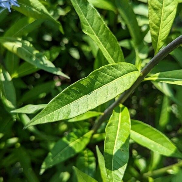 Amsonia tabernaemontana Foglia