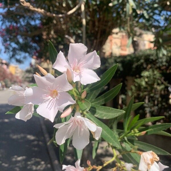 Nerium oleander Flor