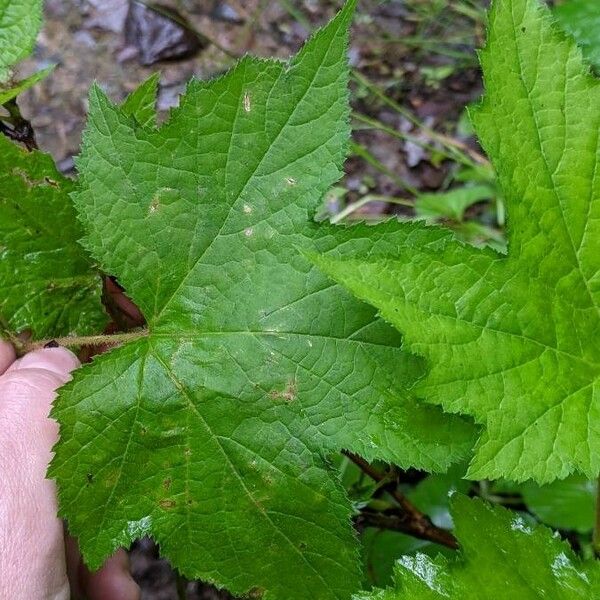 Rubus odoratus Leaf
