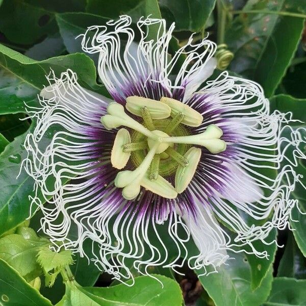 Passiflora edulis ᱵᱟᱦᱟ