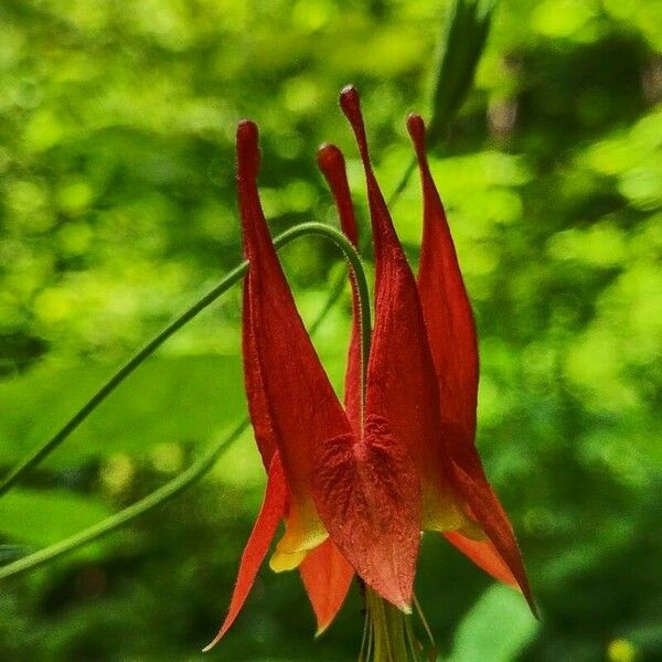 Aquilegia canadensis Flower