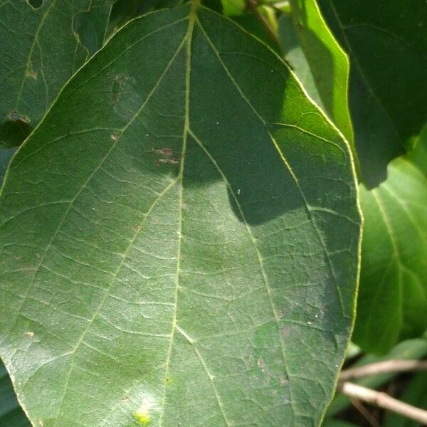 Cordia dichotoma Leaf