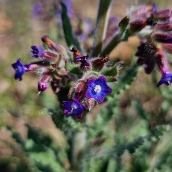 Anchusa undulata ᱵᱟᱦᱟ