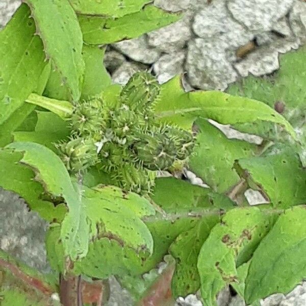 Sonchus oleraceus Floare