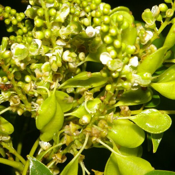 Ateleia herbert-smithii Flower