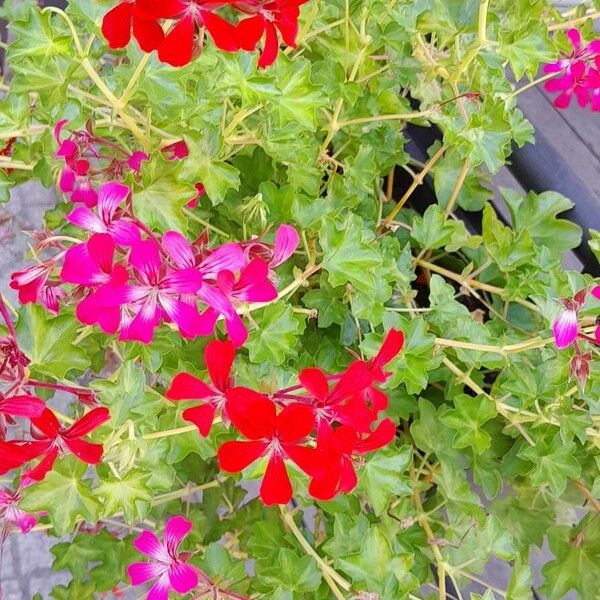 Pelargonium peltatum Habit