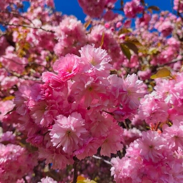 Tabebuia rosea 花