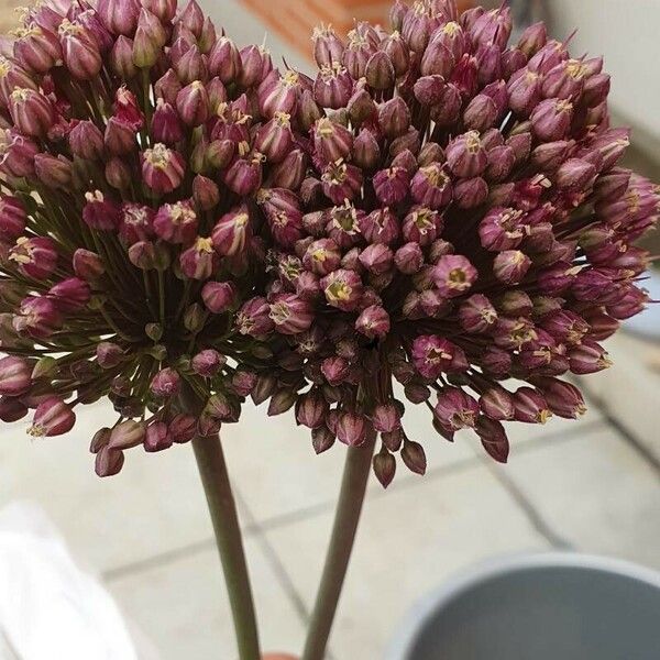 Allium atroviolaceum Flower