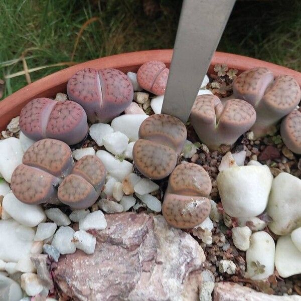 Lithops schwantesii Sonstige