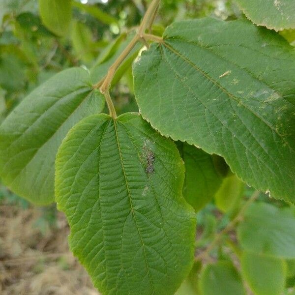 Guazuma ulmifolia Levél