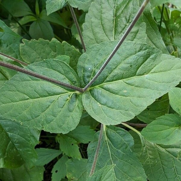 Phryma leptostachya Leaf