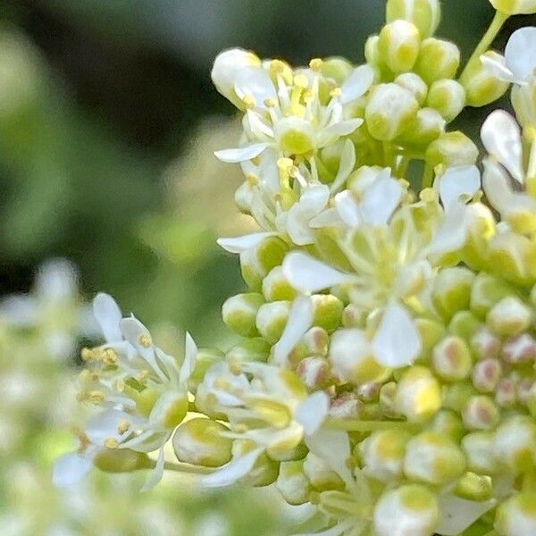 Lepidium draba 花