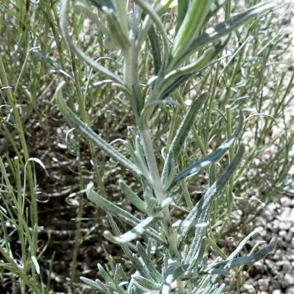 Helichrysum italicum Ліст