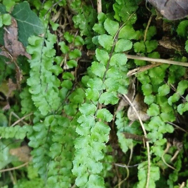 Asplenium trichomanes Frunză