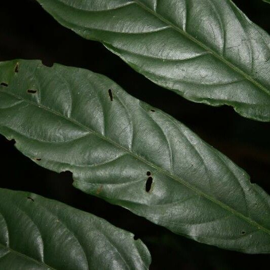 Ryania speciosa Leaf