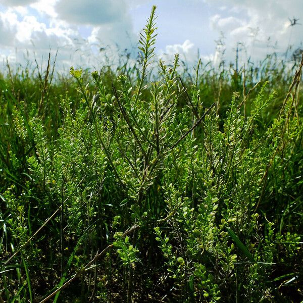 Lepidium densiflorum Habit