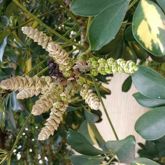 Schefflera arboricola Blomma