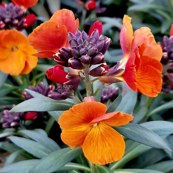 Erysimum × cheiri Kwiat