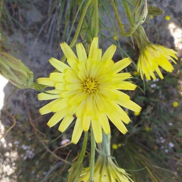 Scorzonera hispanica Цветок