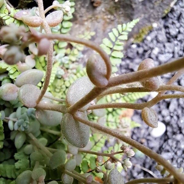 Sedum dasyphyllum 葉
