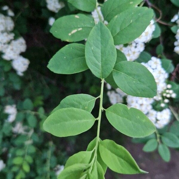 Spiraea nipponica Hostoa