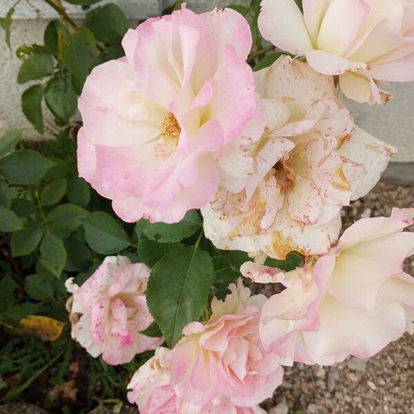 Rosa × damascena Blomst