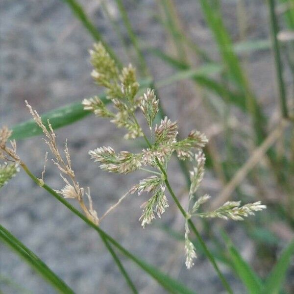 Polypogon viridis Gyümölcs