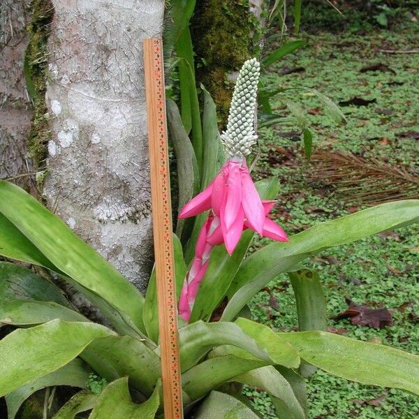 Aechmea mariae-reginae Rinde