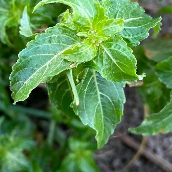 Mercurialis annua Blad