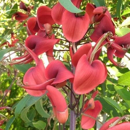 Erythrina crista-galli Virág