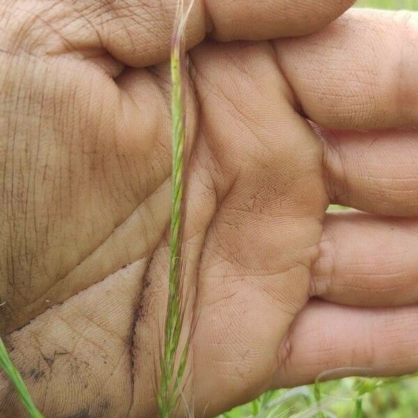 Festuca myuros Ffrwyth