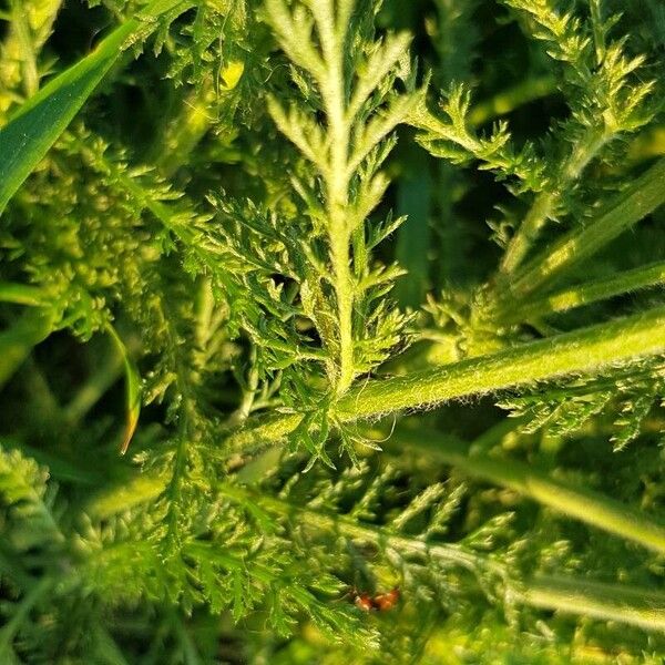 Achillea nobilis Φύλλο