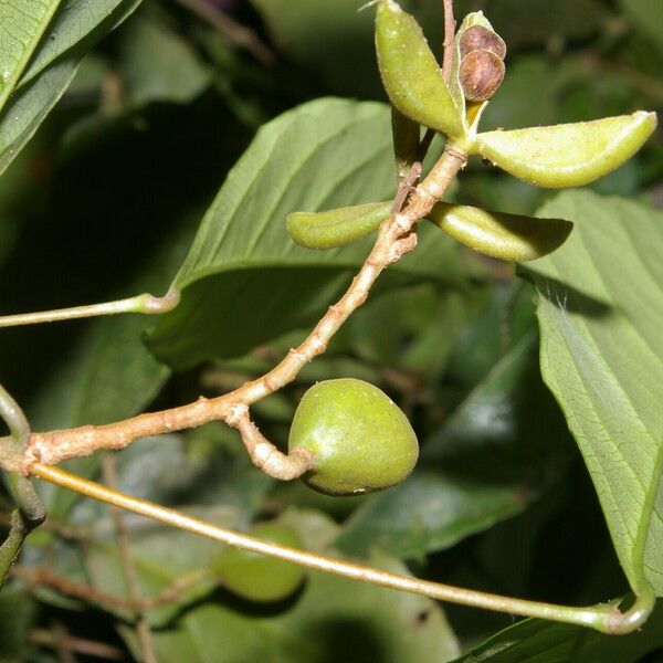 Rinorea hummelii Fruit