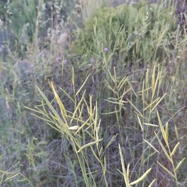 Brachypodium retusum Květ