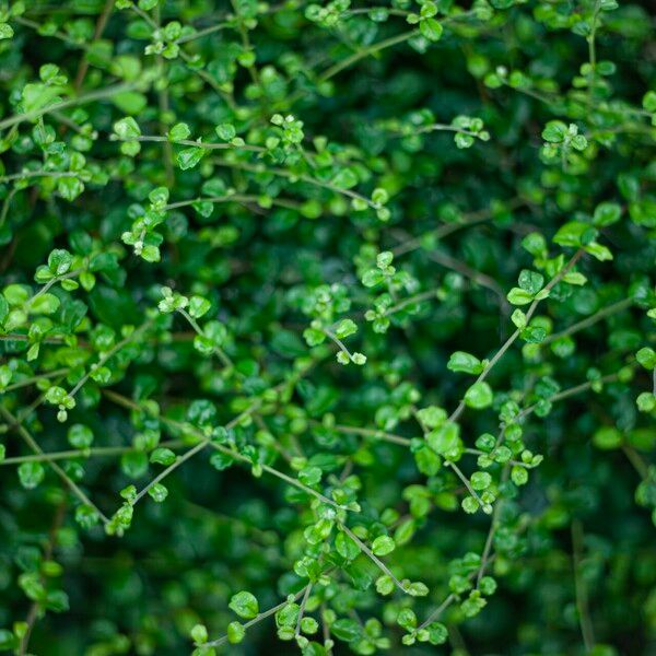 Malpighia coccigera Leaf