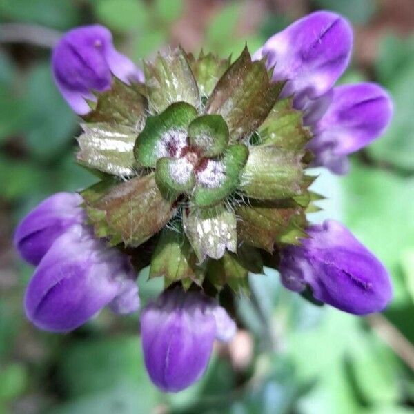 Prunella grandiflora പുഷ്പം