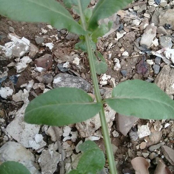 Opopanax chironium Leaf