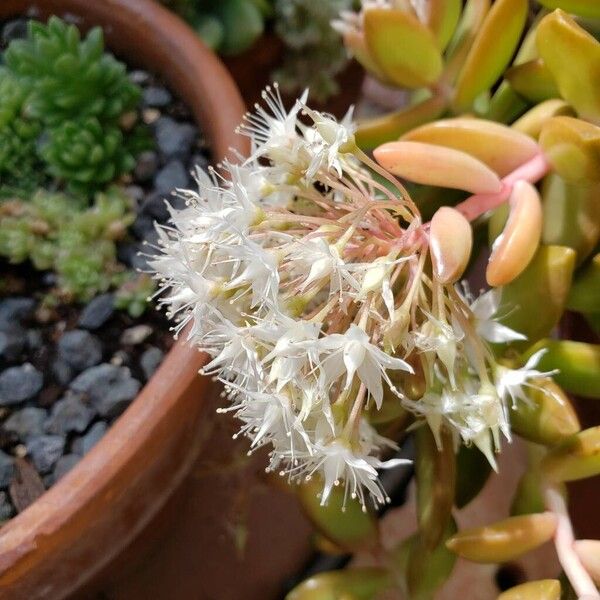 Sedum adolphi Floro