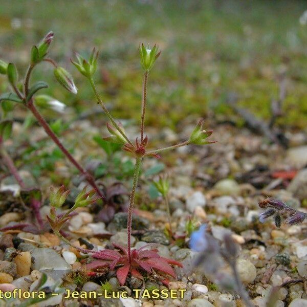 Androsace elongata Habit