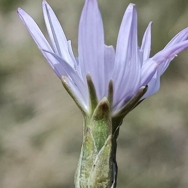 Podospermum purpureum Blomma