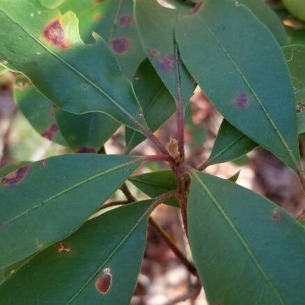 Kalmia latifolia Leaf